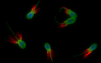 Choanoflagellates, one-celled planktonic marine organisms