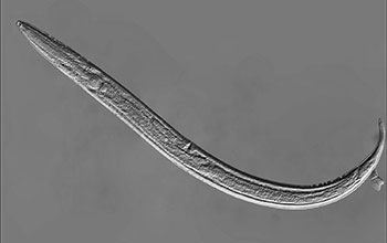Adult Antarctic nematode worm <em>Plectus murrayi</em>