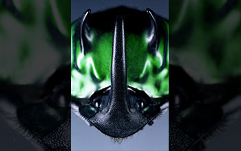 A close-up view of a South American scarab dung beetle