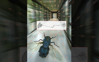 Simulated flight patterns for flies in a flight simulator