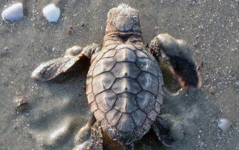 loggerhead sea turtle