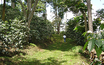 Walking through a shade-coffee farm in Chiapas, Mexico