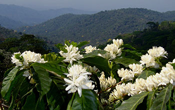 A shade-coffee vista in Chiapas, Mexico, with coffee blooms in the foreground