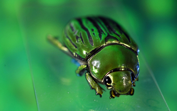 Jeweled beetle