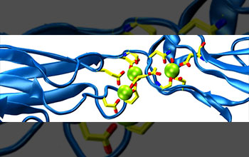 Simulation showing close-up view of the linker region between cadherin-23, a molecule