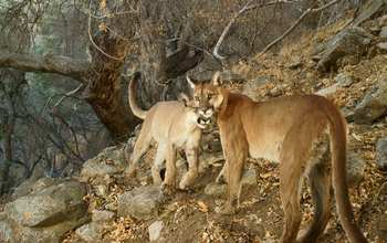 Mountain lions in southern California