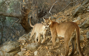 Multimedia Gallery - A pair of mountain lions in Southern California  NSF - National Science 