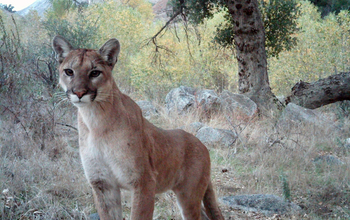 A mountain lion in the Cleveland National Forest