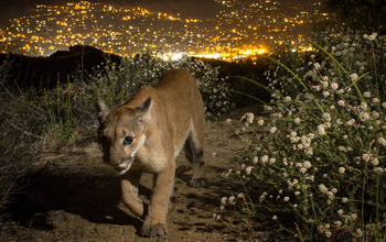 Mountain lions in Southern California