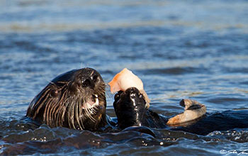 Sea otter at Moss Landing, California