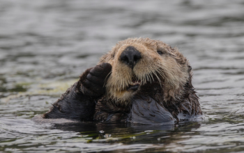 Wild southern sea otter off Moss Landing in California