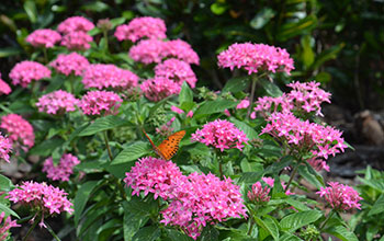 A butterfly on flowers at the University of South Florida campus