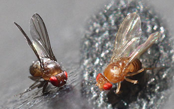 Ebony rough (left) and wild type (right) fruit flies