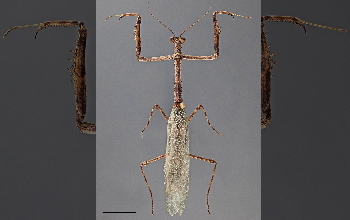 Male <em>Heterovates pardalina</em> praying mantis