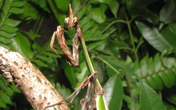 Male <em>Zoolea Lobipes</em> praying mantis