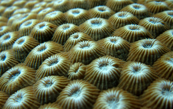 A colony of Diploastrea heliopora corals.