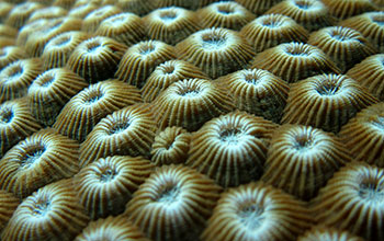 Polyps on <em>Diploastrea heliopora</em> coral