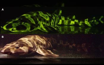 A fluorescent (A) and white light (B) image of a female swellshark