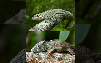 Composite showing similarity between Hispaniolan <em>Anolis landestoyi</em> (top) and Cuban species <em>Anolis porcus</em>