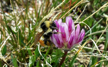 Bombus balteatus bumblebee on alpine clover