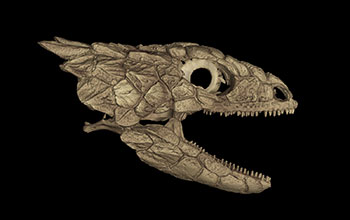CT scan of giant girdled lizard