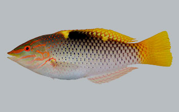 <em>Halichoeres hortulanus</em>, or checkerboard wrasse