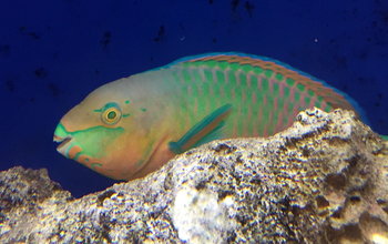 Parrotfish, a common species in Labridae family of fish