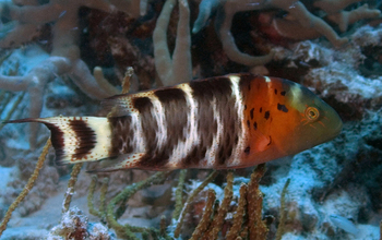 Cheilinus fasciatus, or red-breasted wrasse, on coral reef in Palau