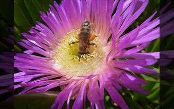 Honeybee pollinates a <em>Carpobrotus edulis</em> plant