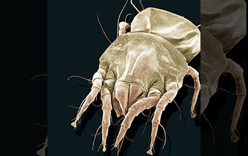 SEM image of an American house dust mite (<em>Dermatophagoides farina</em>)