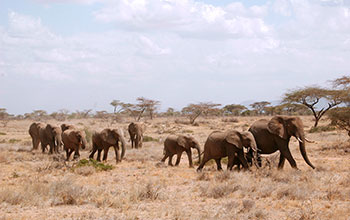 Young matriarch with group of calves