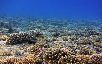 High-coral-cover community in shallow outer reefs of Mo'orea