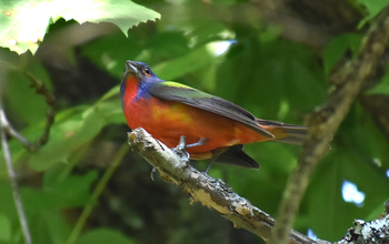 Adult male painted bunting