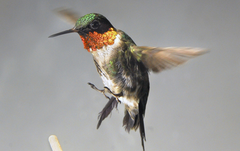 Ruby-throated hummingbird