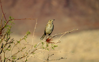 Sage thrasher