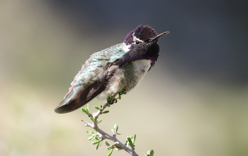 Costa's hummingbird