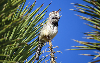 Cactus wren