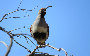 Gambel's quail