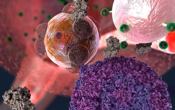 A T cell (in purple) makes contact with a transplant organ cell (in reddish brown)