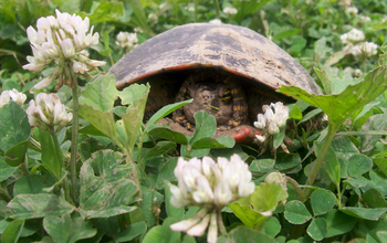 Female adult painted turtle