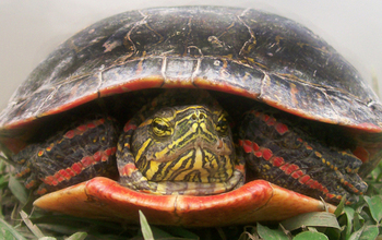 Female adult painted turtle hides in clover