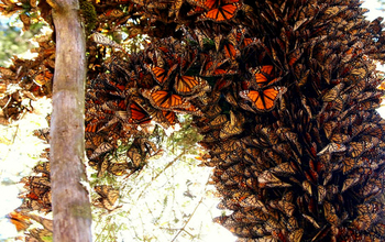 Cluster of monarchs