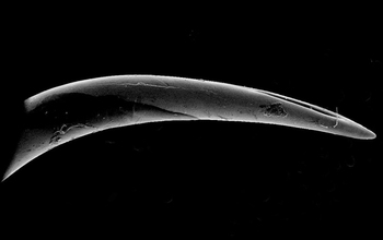 Electron micrograph of the fang of a common lancehead