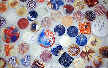 Collection of Petri dishes 'painted' with colorful bacterial strains