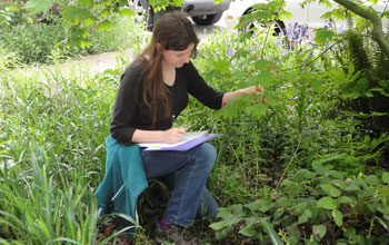 Photo of Lucille Tower examining a vine maple.