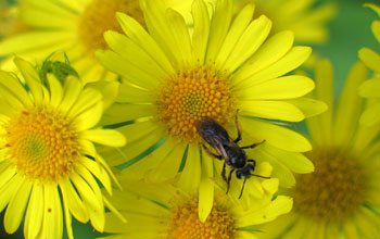 Photo of a pollinating insect on a flower.