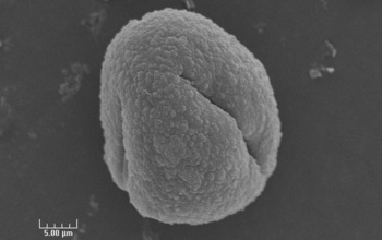 enlarged image of single oak pollen grain,