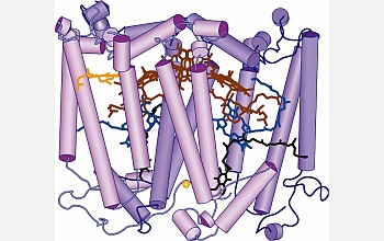 Biologists have discovered that a split-second, highly orchestrated process drives photosynthesis.