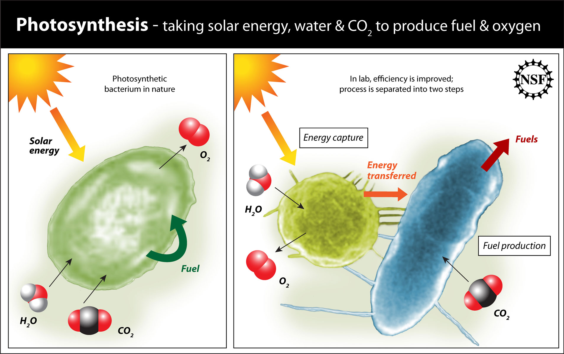 experiment limitations photosynthesis