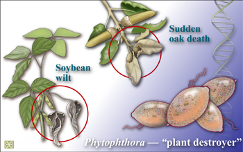 Scientists sequenced two Phytophthora genomes, a group of costly plant pathogens.
